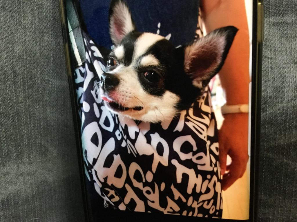 ペットバッグ キャリーバック だっこ 紐 ひも スリング ドッグ 犬 猫 ポケット付 リード 脱走防止 お出かけ ペット用品 散歩 ボディバック  pt009 :pt009:Fkstyle - 通販 - Yahoo!ショッピング