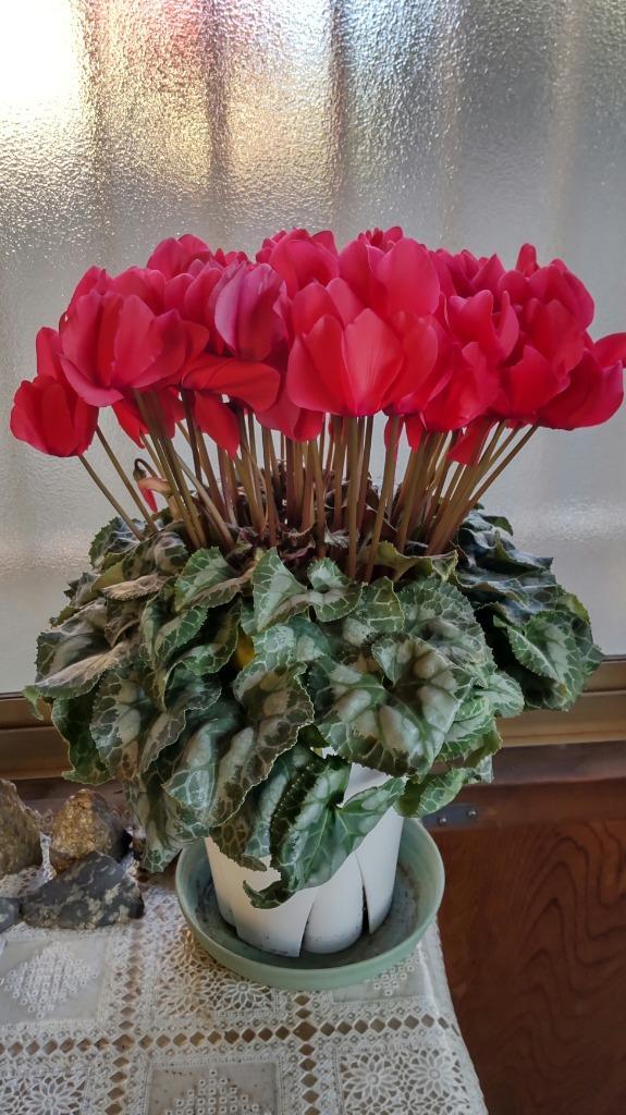 全体のレビュー画像 | 11-0