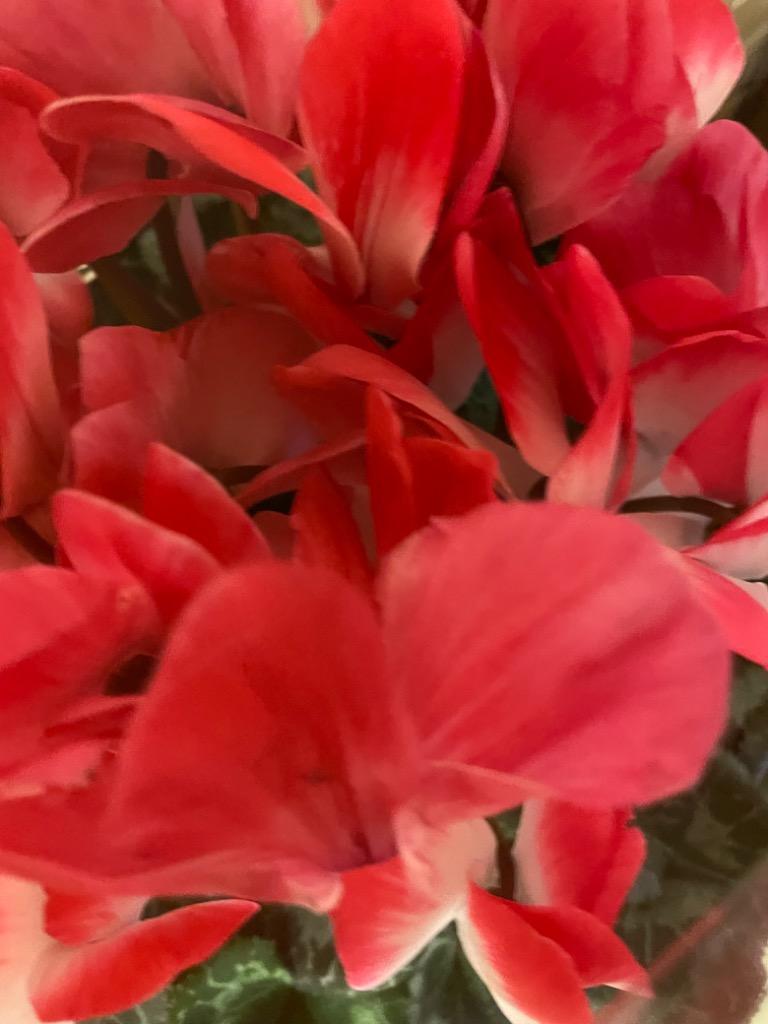 全体のレビュー画像 | 12-1