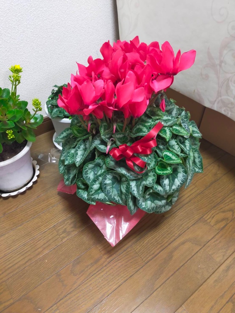 全体のレビュー画像 | 9-0