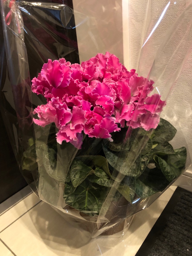 全体のレビュー画像 | 4-0