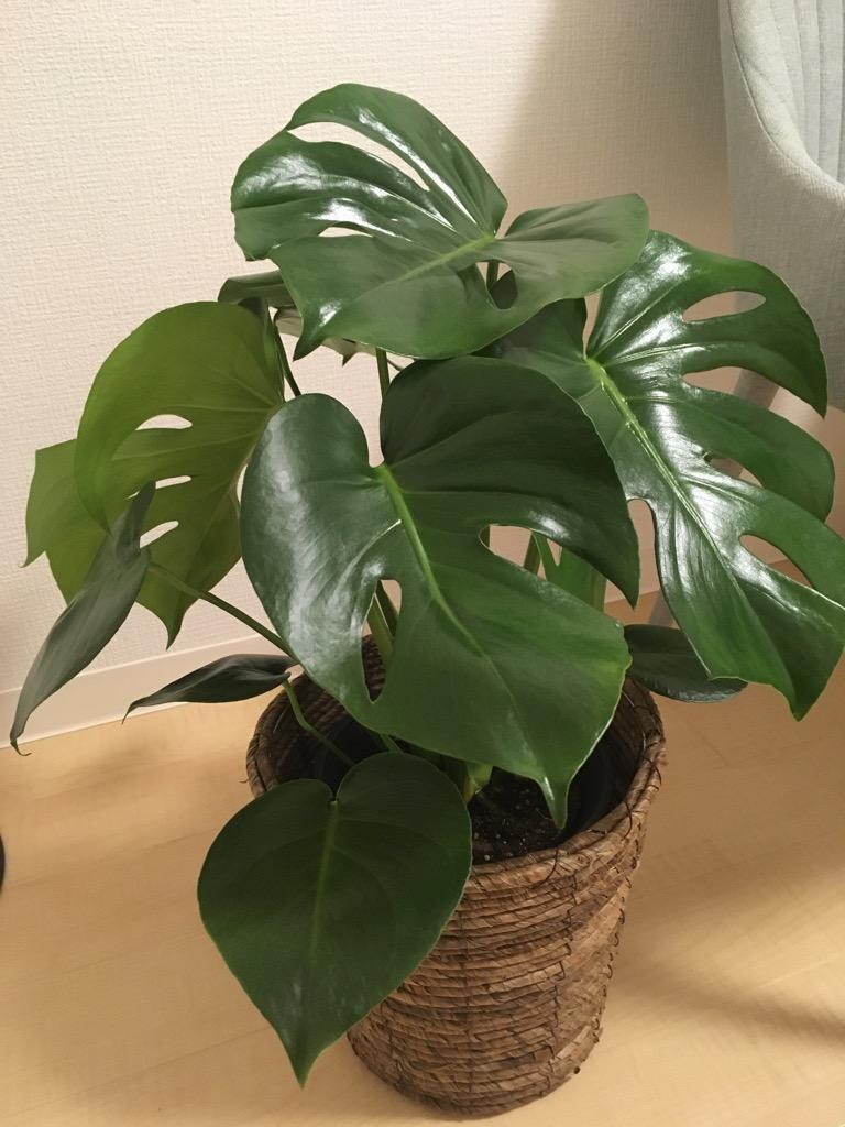 観葉植物 モンステラ 6号サイズ 選べる鉢カバー付き : フラワー
