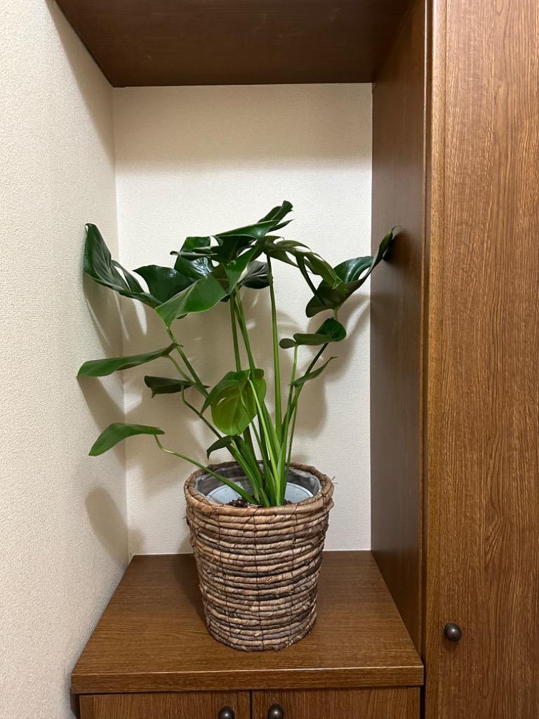 人口観葉植物　モンステラ　6号鉢カバー付き 観葉植物 モンステラ 6号サイズ 選べる鉢カバー付き : フラワー