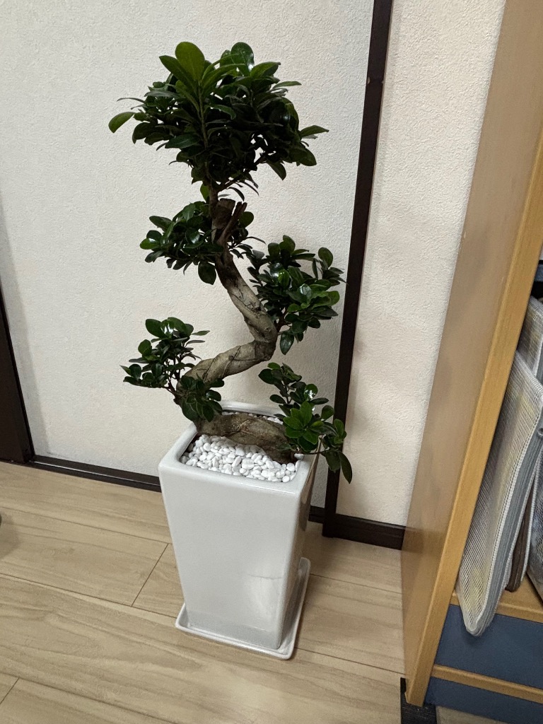 鯖　アレカヤシ　スクエア陶器鉢　ガジュマル　盆材仕立て　2点セット 幸せを見守る樹 ガジュマル 6号 スクエア陶器鉢 ストレート 高さ