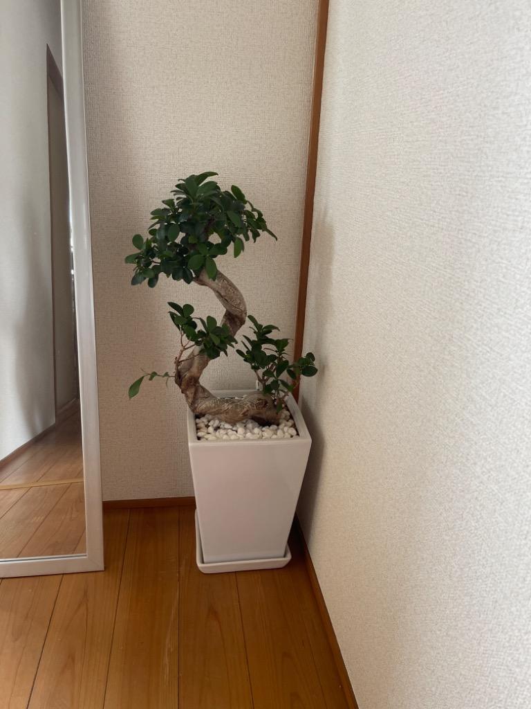全体のレビュー画像 | 10-0