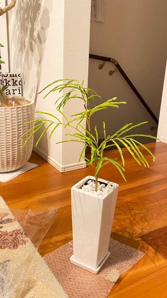 観葉植物 エバーフレッシュ ネムノキ スクエア陶器鉢植え ホワイ ト 白