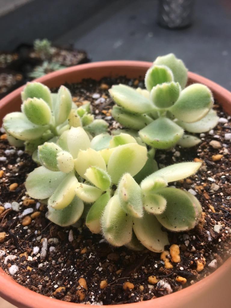 日本花キ流通 多肉植物 sdコチレドン 熊童子錦 コグマの手袋 9cm 日本花キ流通 多肉植物 sdコチレドン 熊童子錦 コグマの手袋 9cm