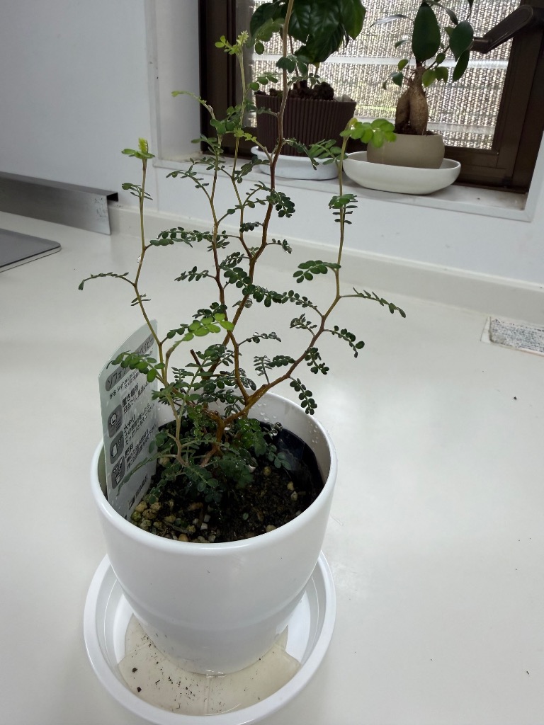 日本花キ流通 観葉植物 cot ソフォラ ミクロフィラ リトルベイビー 3.5