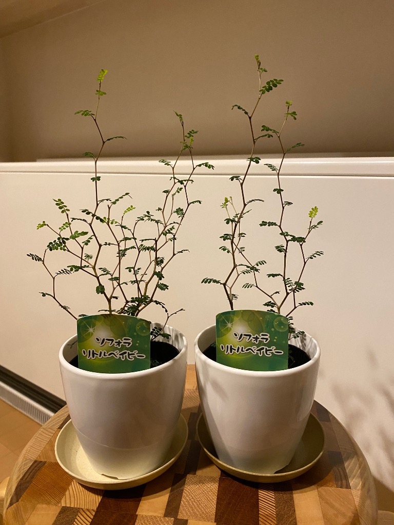 日本花キ流通 観葉植物 cot ソフォラ ミクロフィラ リトルベイビー 3.5