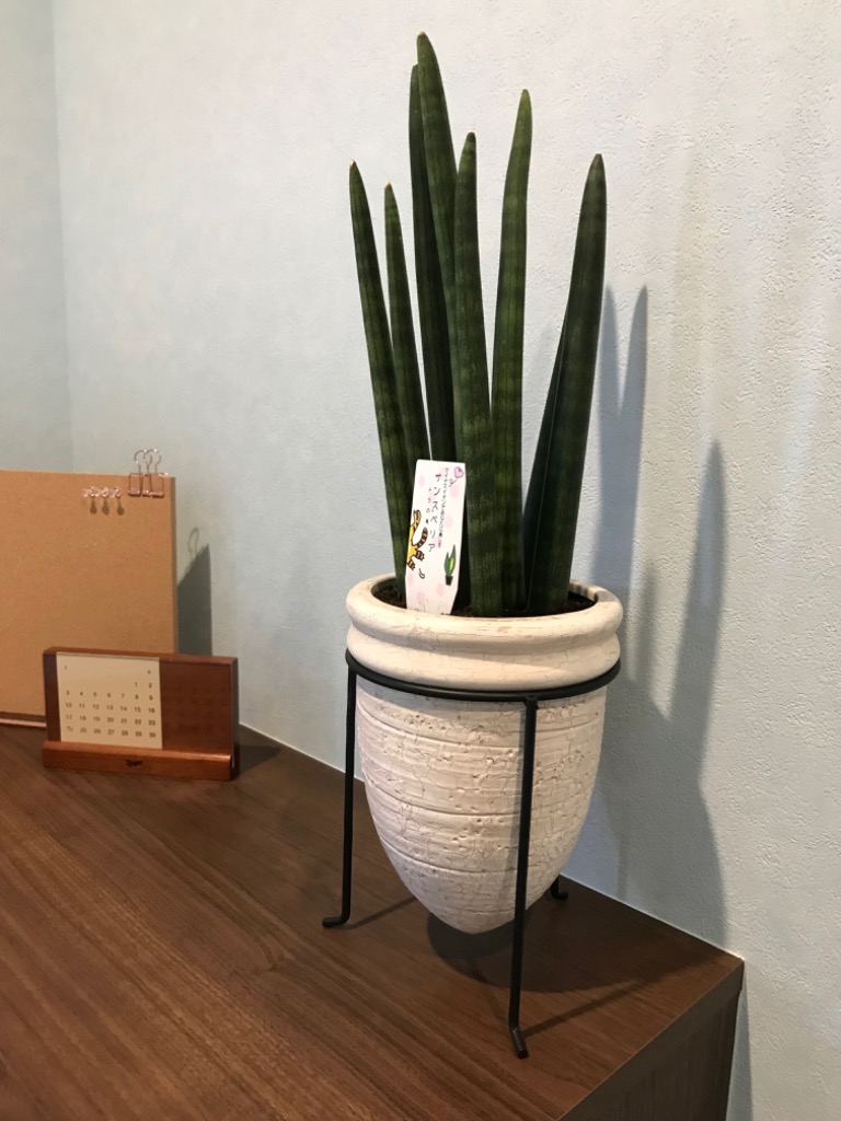 サンスベリア　セットD 楽天市場】サンスベリア 8号の通販