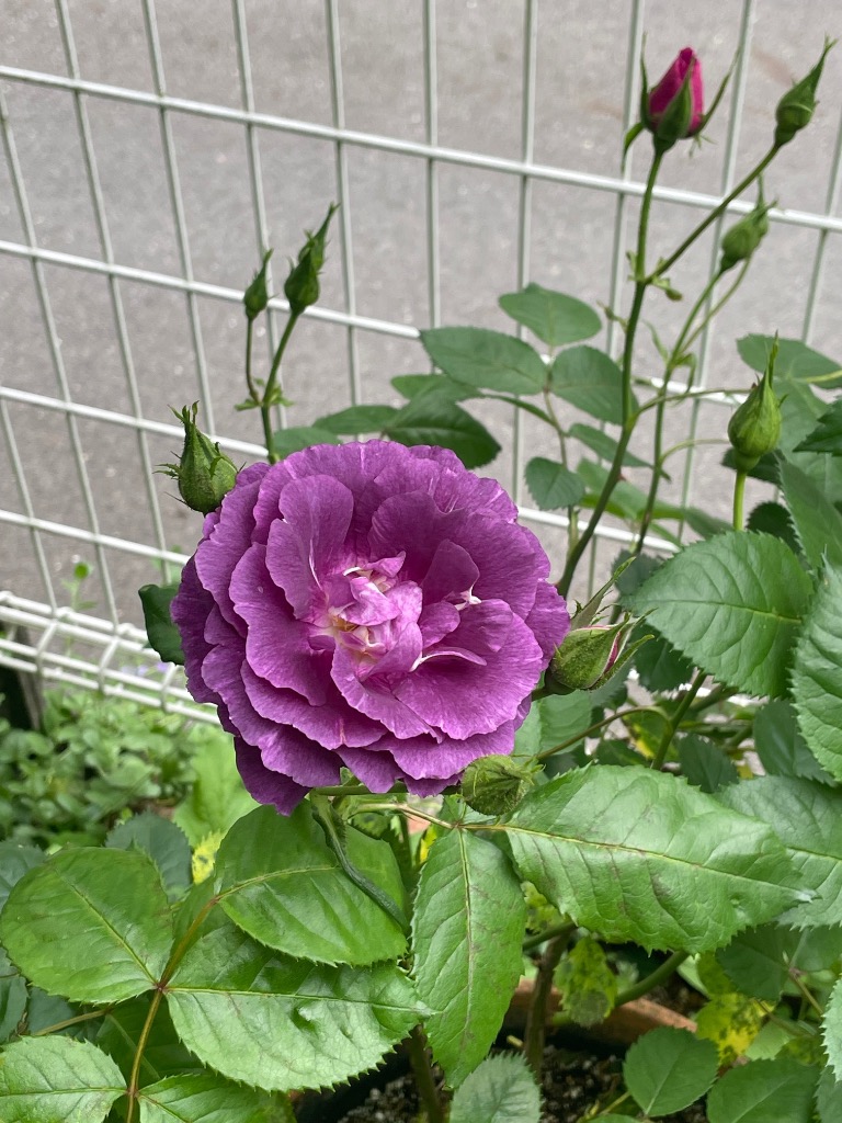 予約販売 バラ苗 バラ大苗 ドリュ ミステリューズ 登録品種 四季咲き