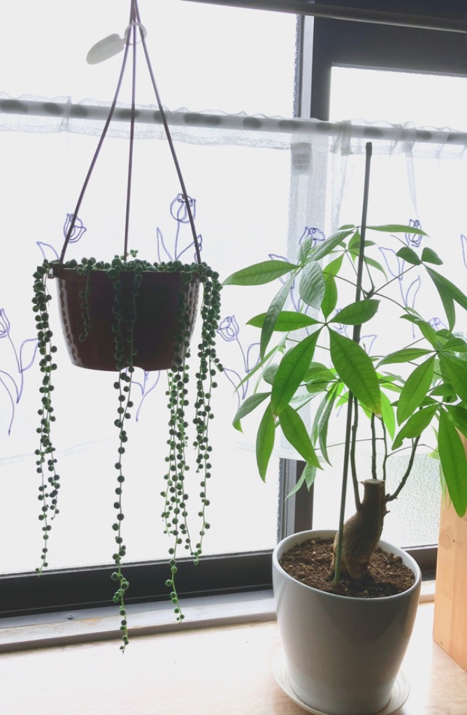 日本花キ流通 観葉植物 グリーンネックレス 6号 吊り鉢 吊り下げ