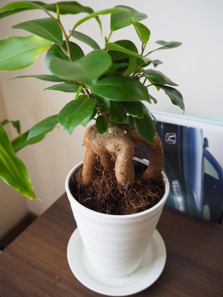日本花キ流通 観葉植物 ガジュマル 4号鉢 観葉植物 小型 小さい 室内