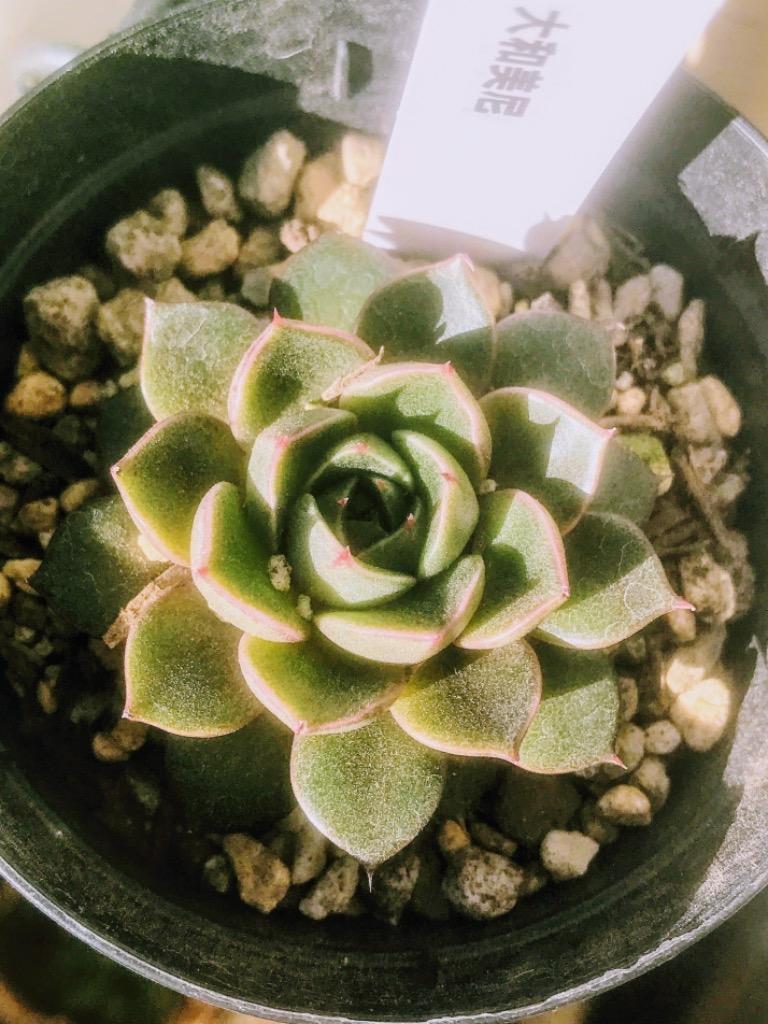 日本花キ流通 多肉植物 skエケベリア 大和美尼 ヤマトミニ エケベリア