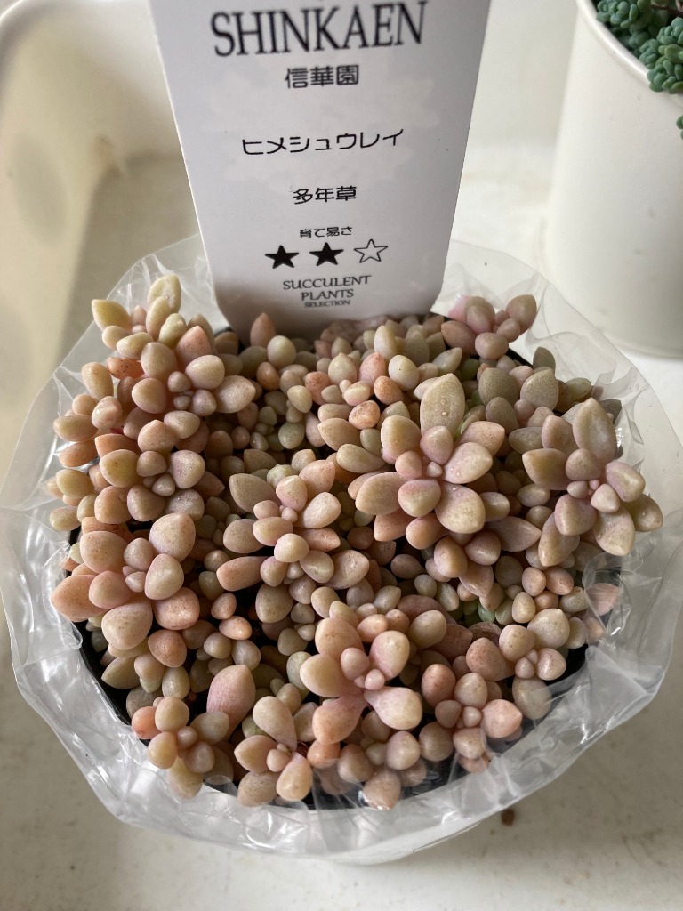 多肉植物 seグラプトペタルム ばらまきヒメシュウレイ 姫秋麗 姫