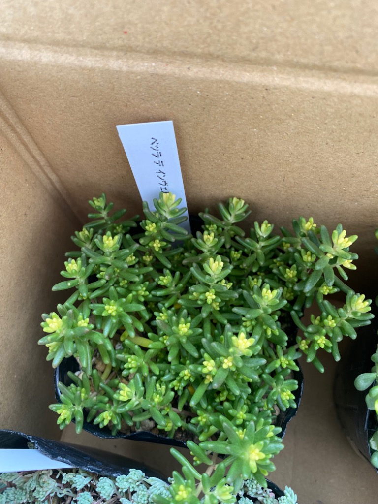 日本花キ流通 多肉植物 seセダム ベッラ デ インヴェルノ セダム