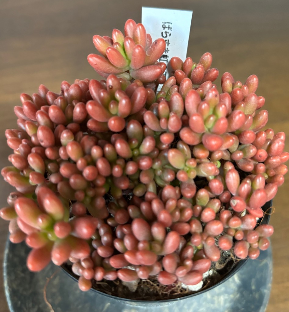 多肉植物 seセダム ばらまき虹の玉 ニジノタマ 信華園さんの苗 7.5cm
