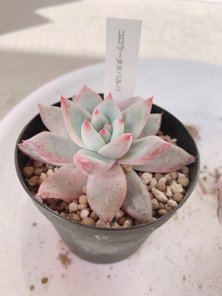 多肉植物 swkエケベリア コロラータ タパルパ 多肉植物 エケベリア 7.5 ...