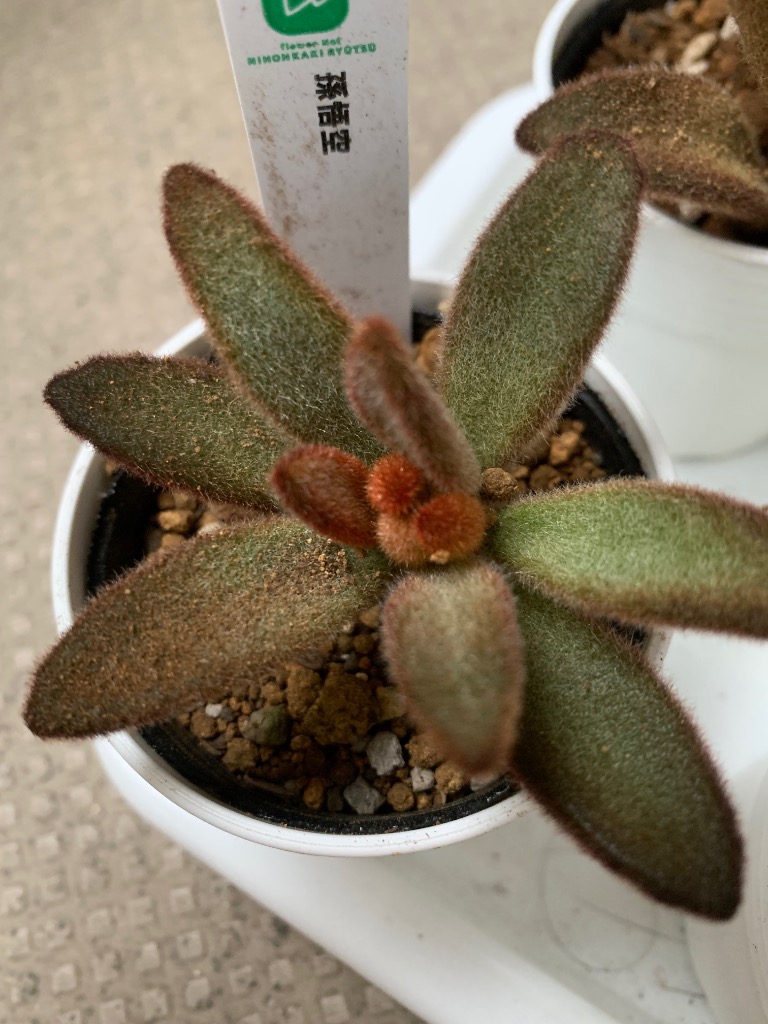 日本花キ流通 多肉植物 hmカランコエ 孫悟空 多肉植物 カランコエ 6cm