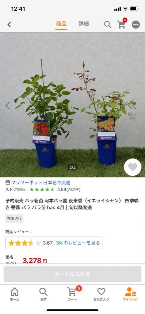 予約販売 バラ新苗 河本バラ園 夜来香 イエライシャン 四季咲き 薔薇 バラ バラ苗 Has 4月上旬以降発送 501 005 フラワーネット日本花キ流通 通販 Yahoo ショッピング