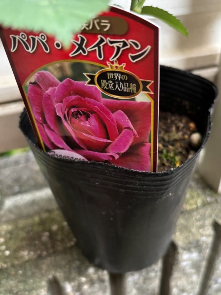 日本花キ流通 【まもなく締め切り】予約販売 バラ 苗 新苗 大輪