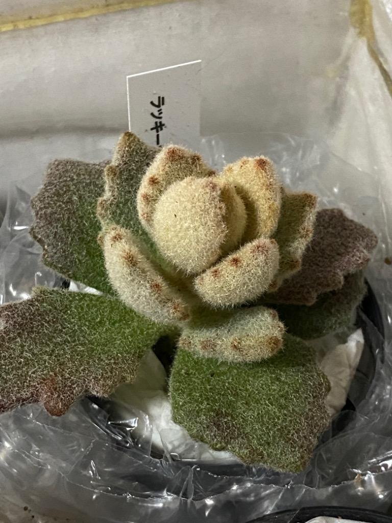 日本花キ流通 多肉植物 hmカランコエ ラッキーガール カランコエ