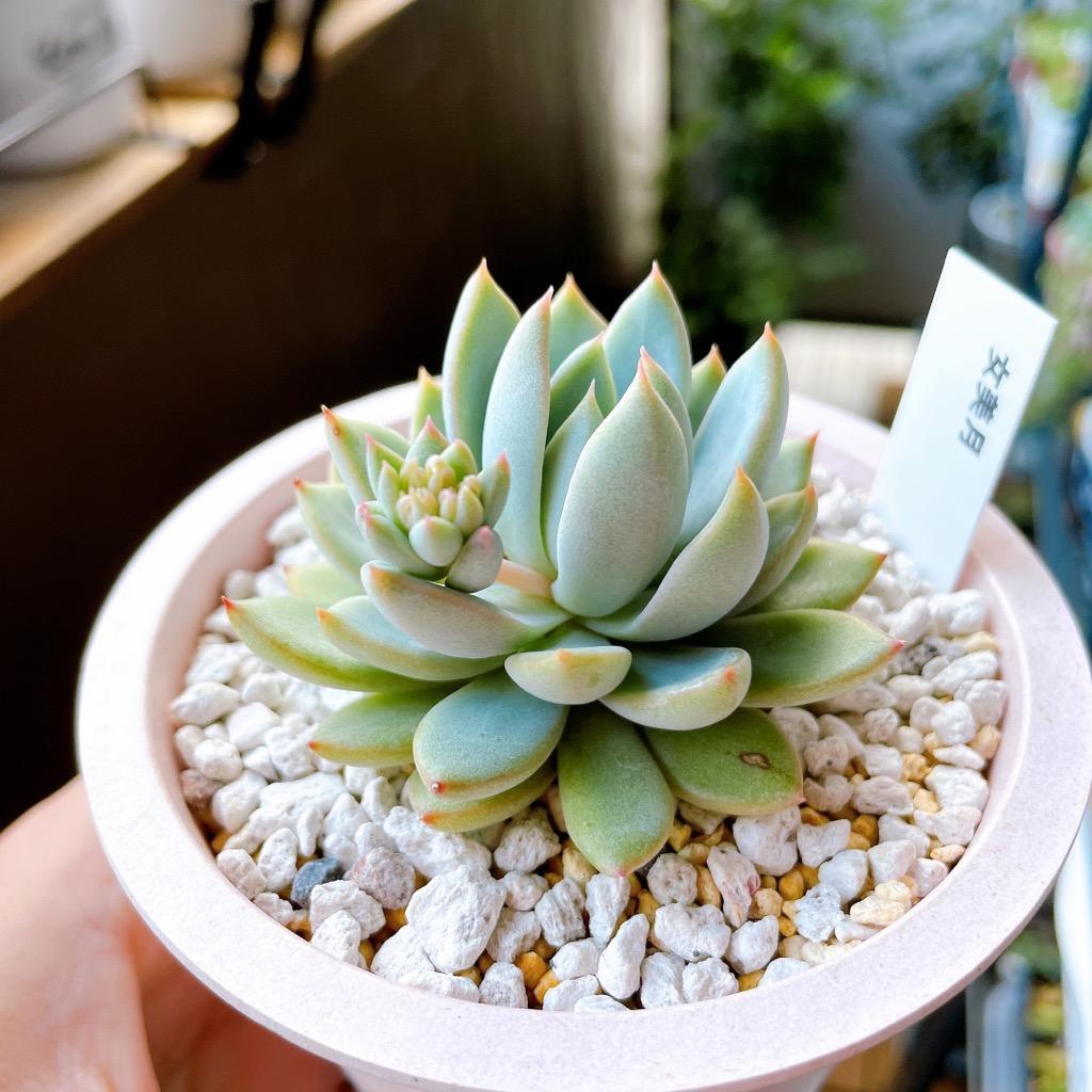 バイオリーナ(カット苗)   多肉植物　女美月 エケベリア 女美月（抜き苗） | 多肉植物のネットショップ ST Farm