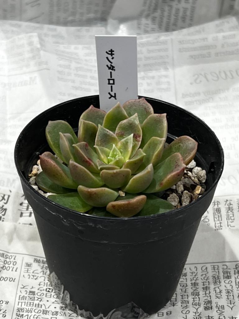 日本花キ流通 多肉植物 skエケベリア サンダーローズ エケベリア