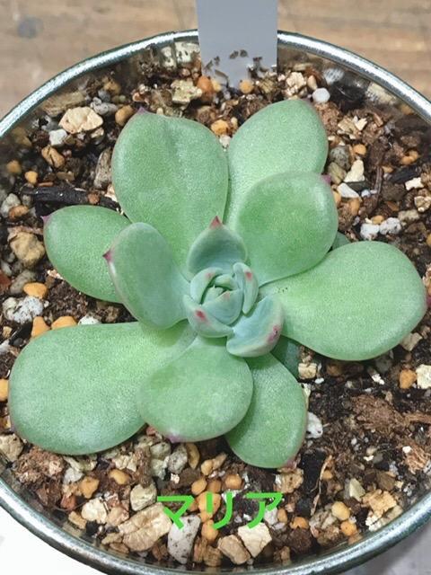 注目ショップ・ブランドのギフト マリア 7.5cmポット エケベリア Echeveria #039;Maria#039; 福岡県産 多肉植物 多肉 観葉 植物 インテリアグリーン 寄せ植えに