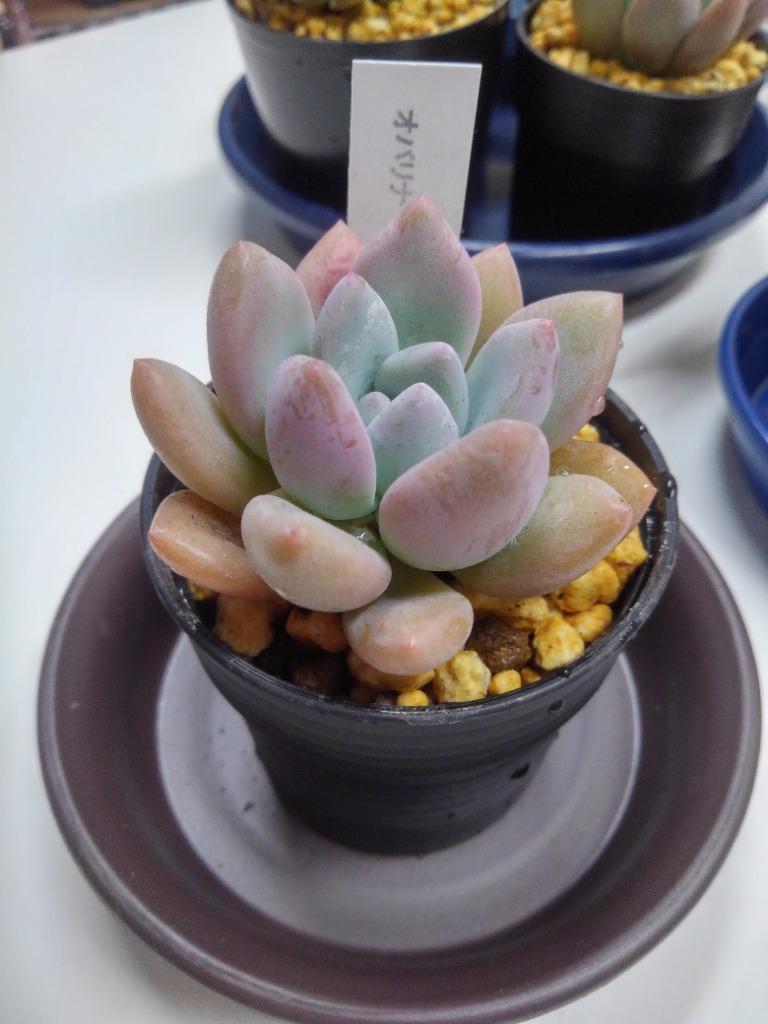 保存版 オパリナ錦ピンク筋斑 多肉植物 グラプトベリア ピンクの 保存版 オパリナ錦ピンク筋斑 多肉植物 グラプトベリア ピンクの
