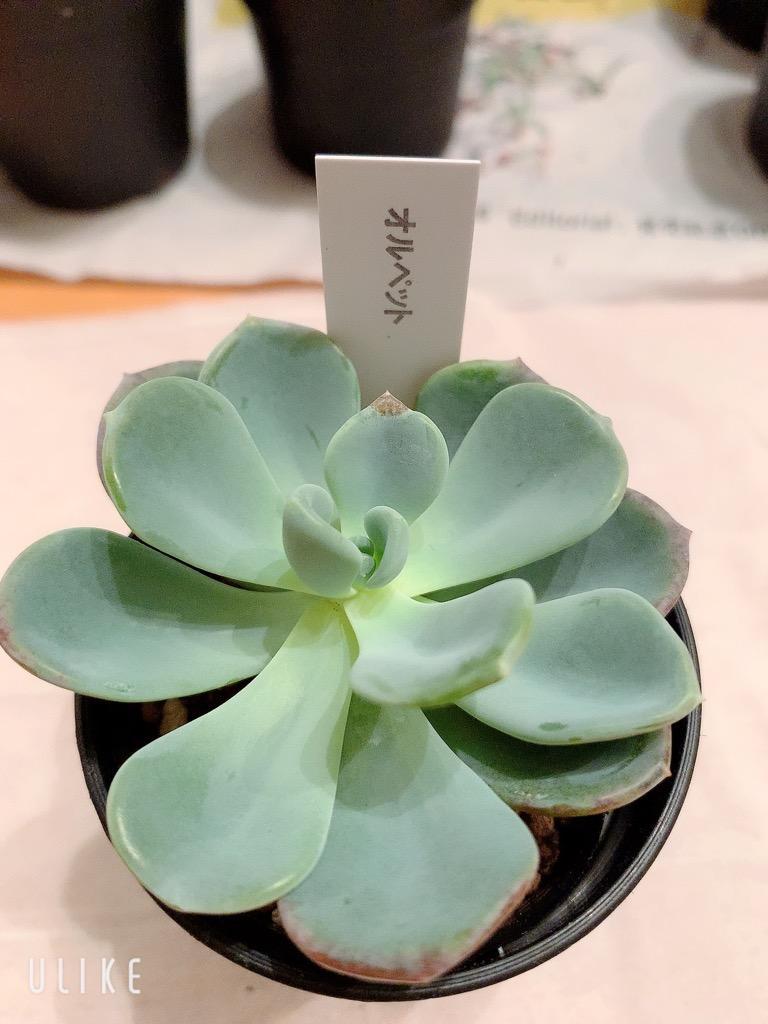 日本花キ流通 多肉植物 hmエケベリア オルペット エケベリア 6cm