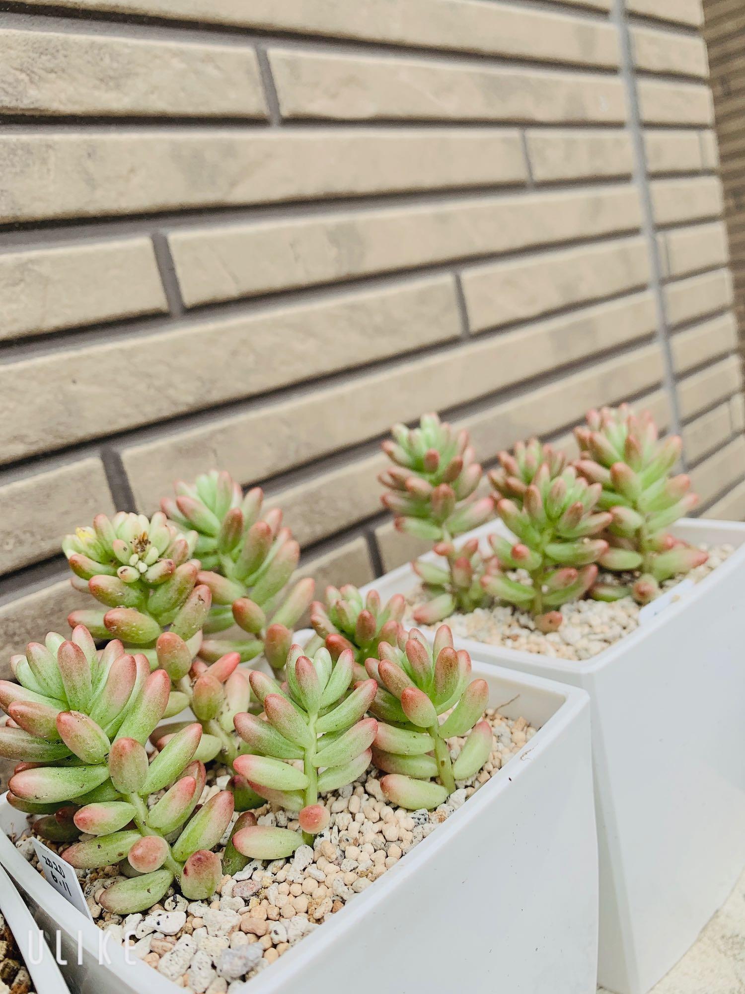 【6カット】セダム『オーロラ』多肉植物　根なし　お試しに♡ 1.5〜2㌢程 6カット】セダム『オーロラ』多肉植物 根なし お試しに♡ 1.5〜2㌢