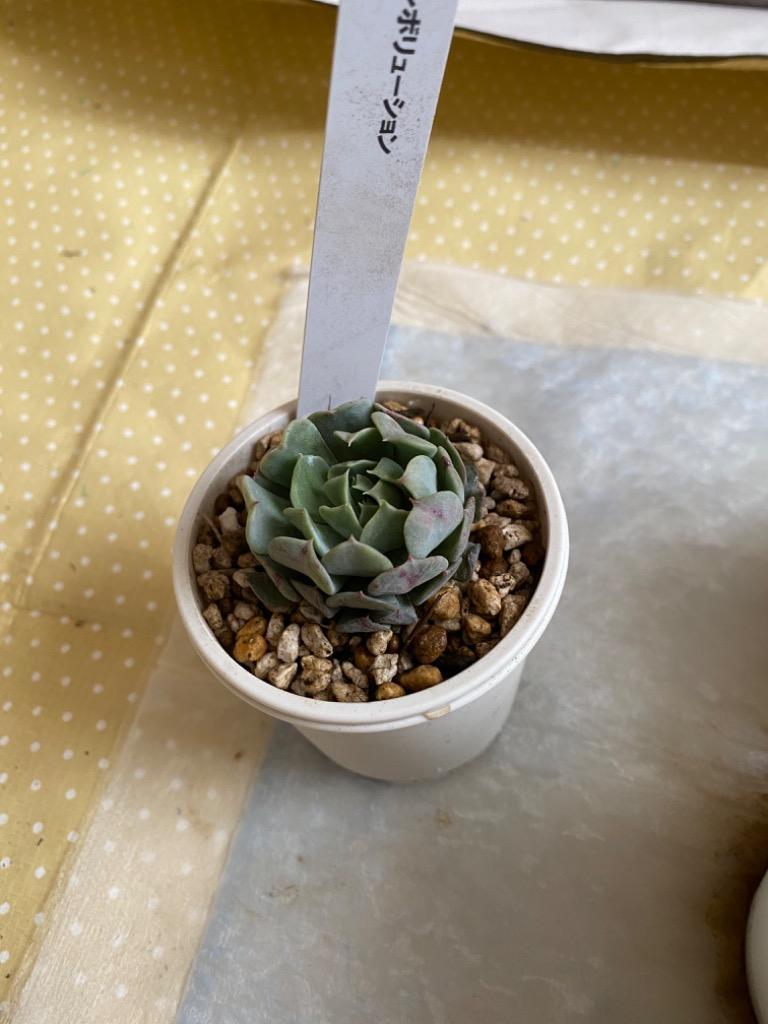 専用出品 エケベリア コレクション Amazon.co.jp: 43株 Y382 多肉植物 エケベリア属 Echeveria DC