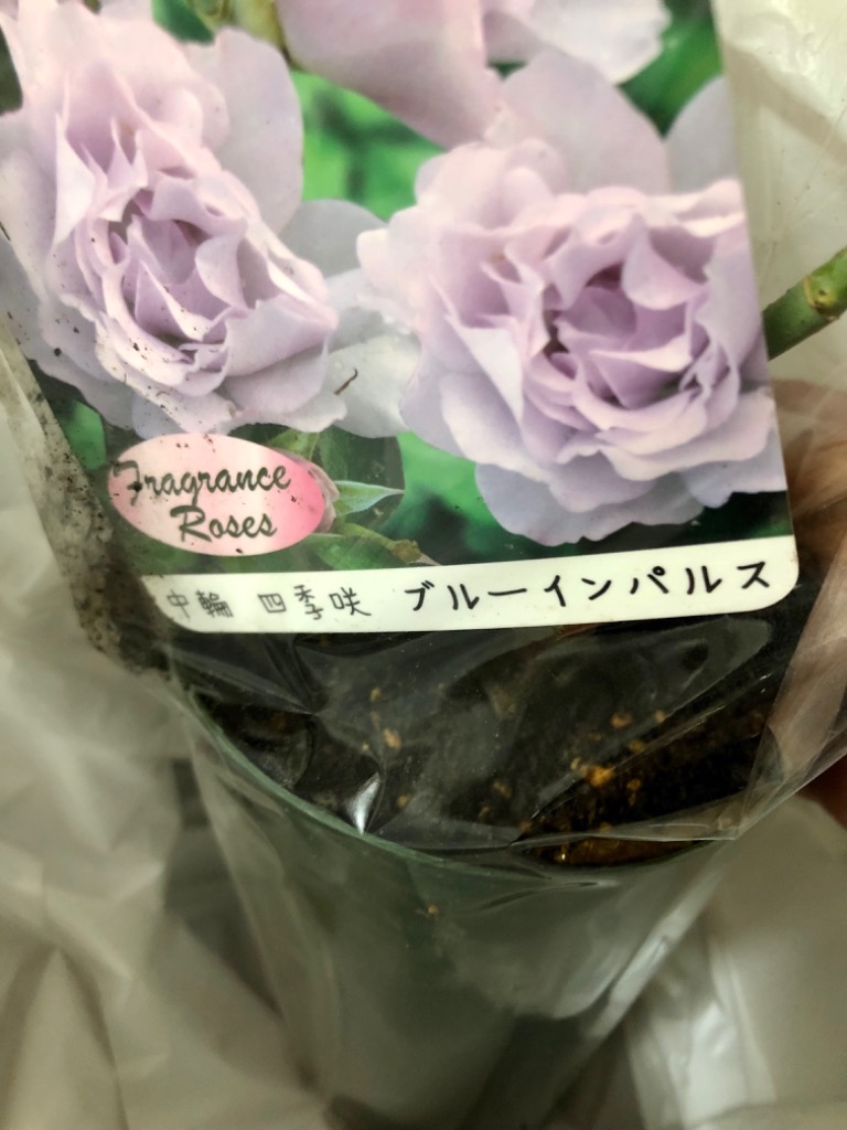 予約販売 バラ苗 バラ大苗 中輪 ブルーインパルス 四季咲き 薔薇 ばら 紫 troe 12月上旬以降発送 : z200804050 :  フラワーネット日本花キ流通 - 通販 - Yahoo!ショッピング