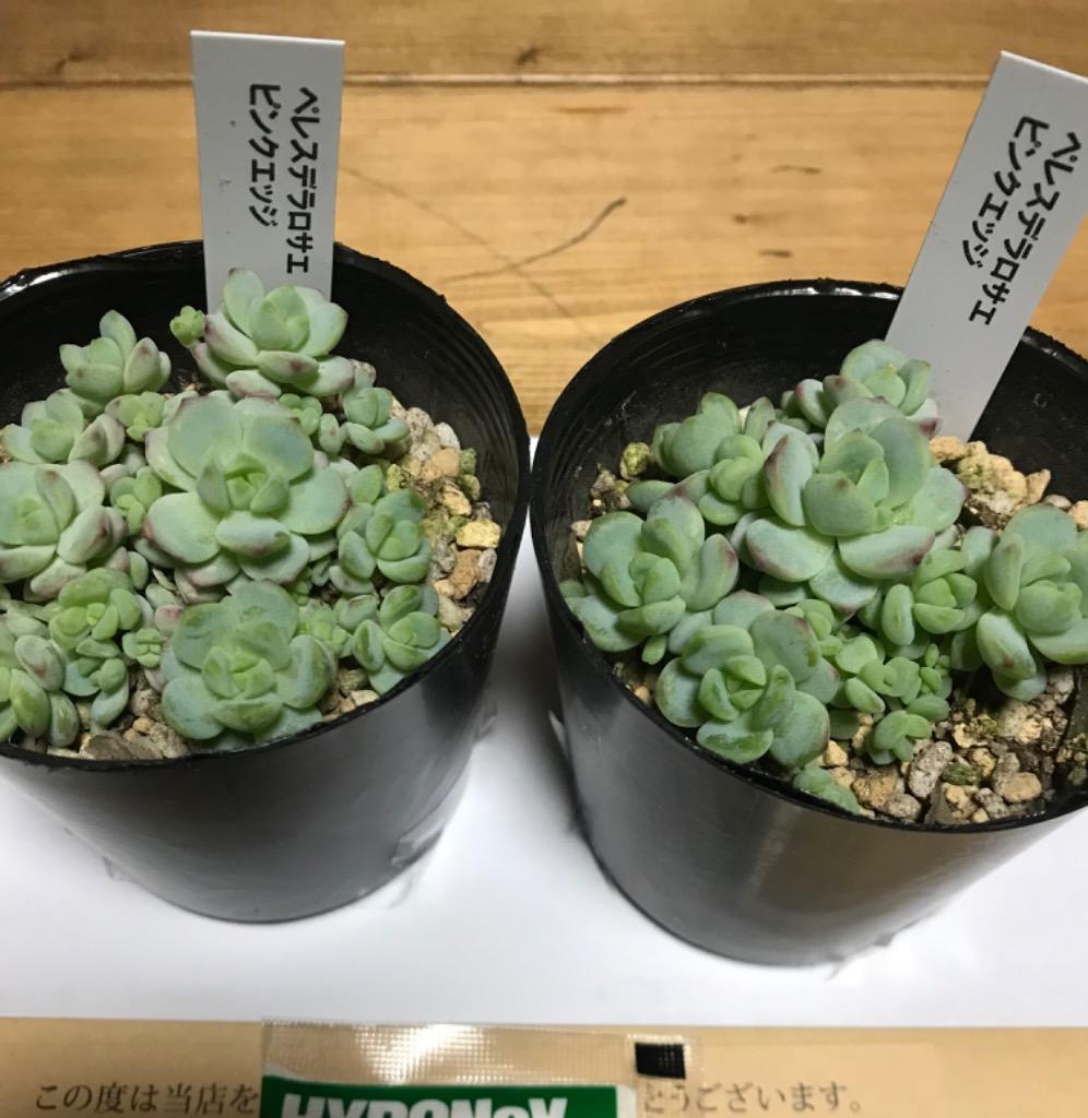 多肉植物 seセダム ペレスデラロサエ ピンクエッジ 多肉植物 セダム 7.5cmポット : z200909005 : フラワーネット日本花キ流通 -  通販 - Yahoo!ショッピング