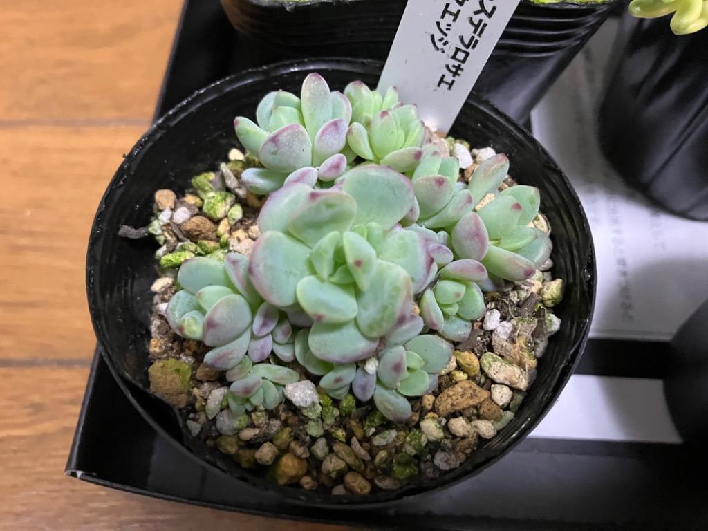 多肉植物 seセダム ペレスデラロサエ ピンクエッジ 多肉植物 セダム 7.5cmポット : z200909005 : フラワーネット日本花キ流通 -  通販 - Yahoo!ショッピング