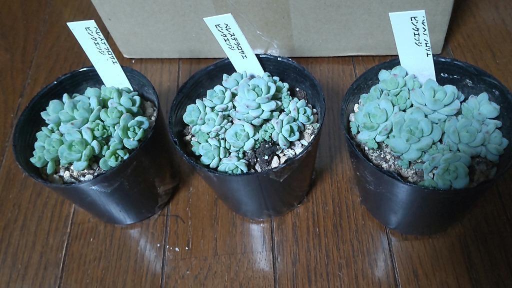 日本花キ流通 多肉植物 seセダム ペレスデラロサエ ピンクエッジ
