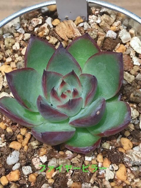 ファイヤーピラー 多肉植物 エケベリア 多肉植物 Roots 通販