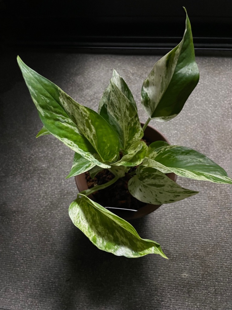 観葉植物 ポトス テルノ No.005 ファンファーレ 8cmポット 小型