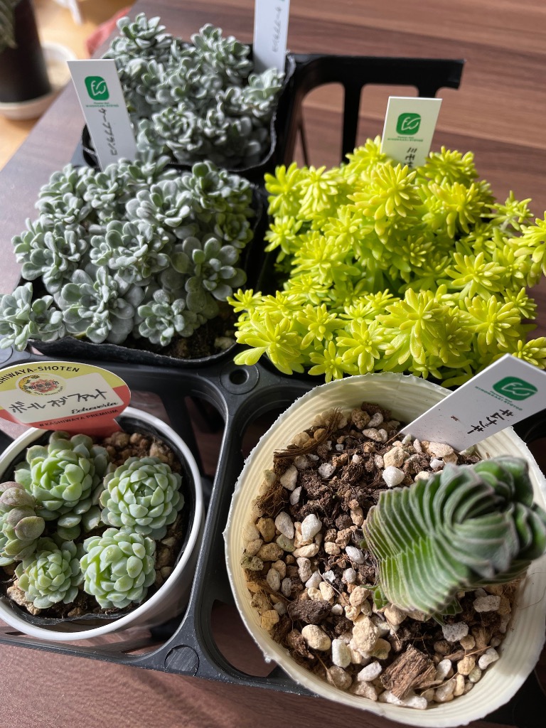日本花キ流通 多肉植物 seセダム ミモザ 多肉植物 セダム 9cmポット