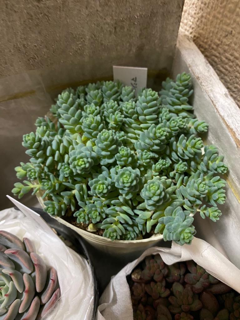 Ｈ多肉植物 マジョール ポットごと - その他多肉植物