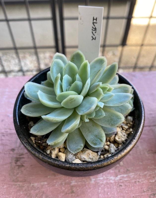日本花キ流通 多肉植物 skエケベリア エレガンス 多肉植物 エケベリア