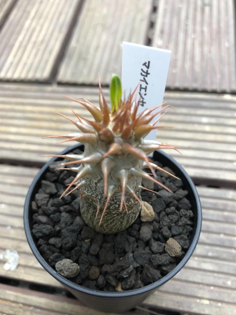 日本花キ流通 多肉植物 caパキポディウム マカイエンセ 実生 7.5cm