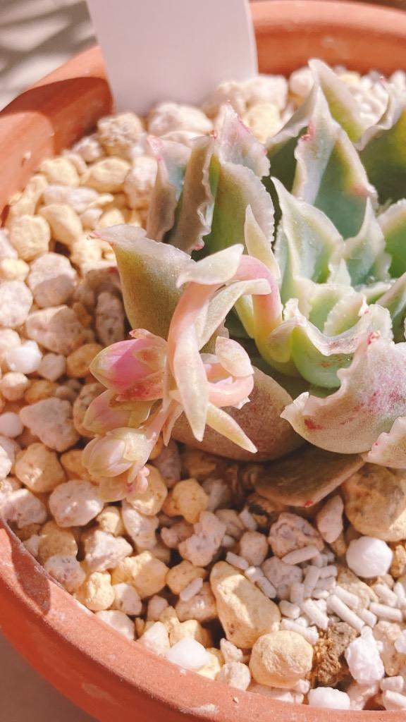 日本花キ流通 多肉植物 skエケベリア シムランスラグナサンチョス 実生