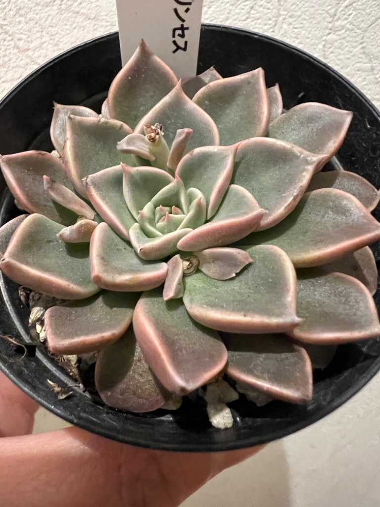 日本花キ流通 多肉植物 skエケベリア チェリープリンセス 日本花キ流通 多肉植物 skエケベリア チェリープリンセス