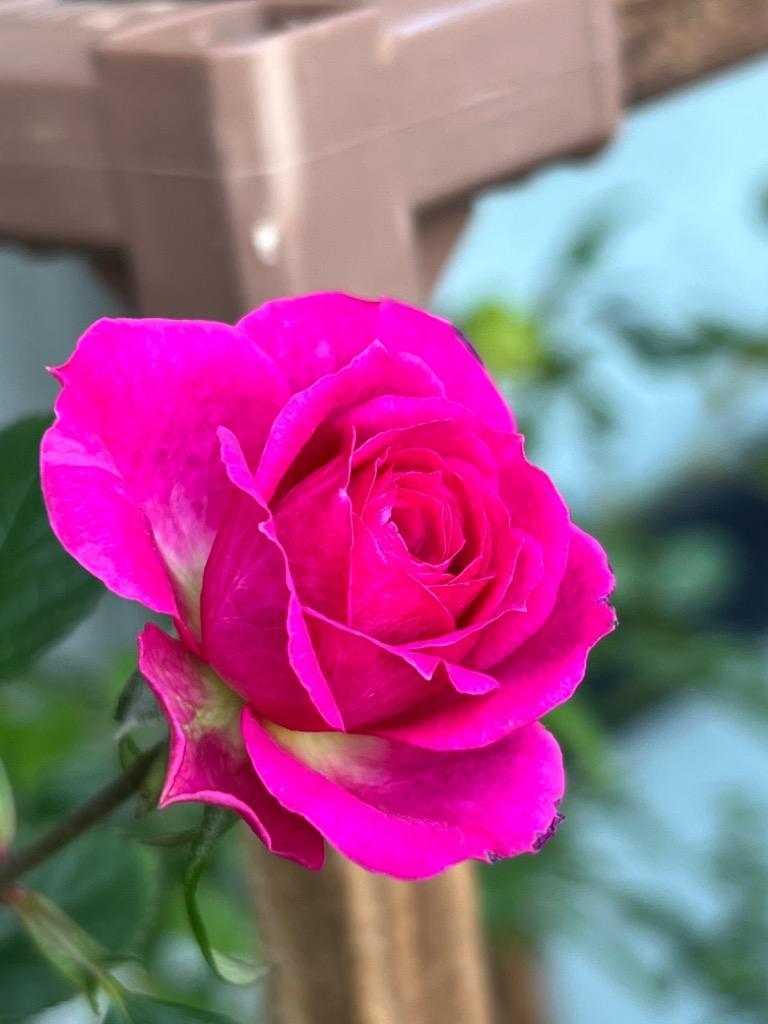 Maimai」切り花品種バラ苗 レアバラ Pinky Pi♡ Rose Maimai」切り花