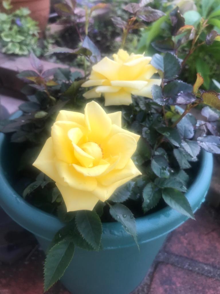 ♡KIRA様♡ご予約　バラ苗 楽天市場】【まもなく締め切り】 予約販売 バラ 苗 バラ 新苗