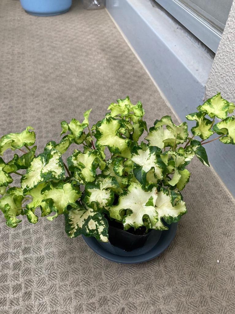 日本花キ流通 観葉植物 ヘデラ ヘリックス ムーンライト10.5cm 日本花キ流通 観葉植物 ヘデラ ヘリックス ムーンライト10.5cm