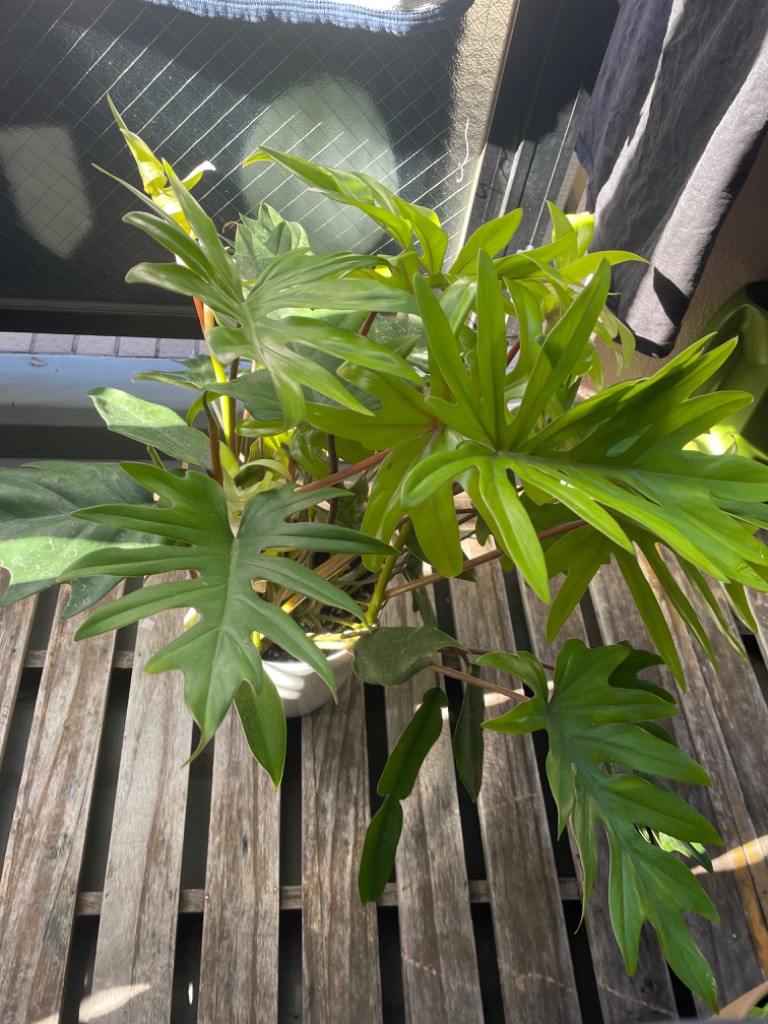 日本花キ流通 観葉植物 フィロデンドロン タンゴ 6号鉢 ドラゴン