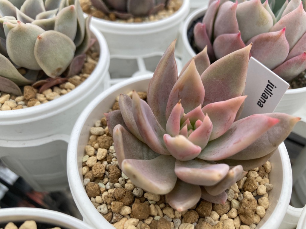 日本花キ流通 多肉植物 skエケベリア juliana ユリアナ